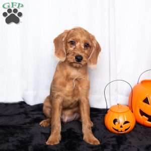 James, Miniature Poodle Mix Puppy