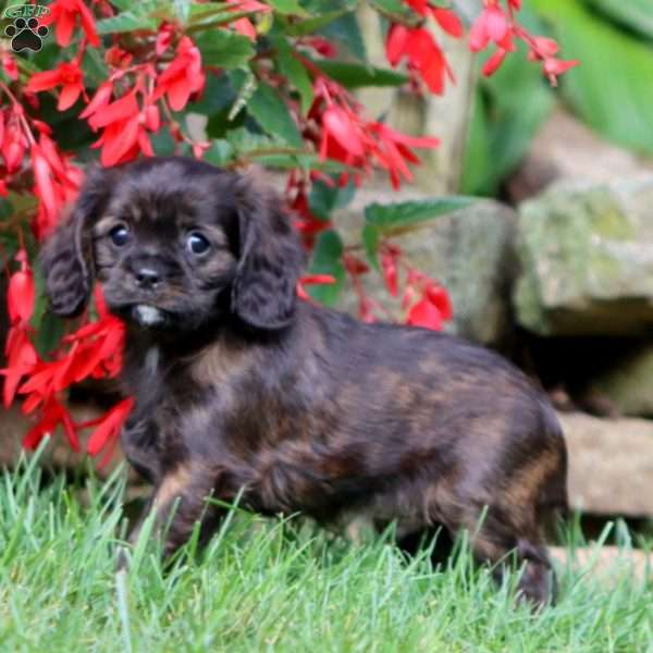 Jamie, Cavapoo Puppy