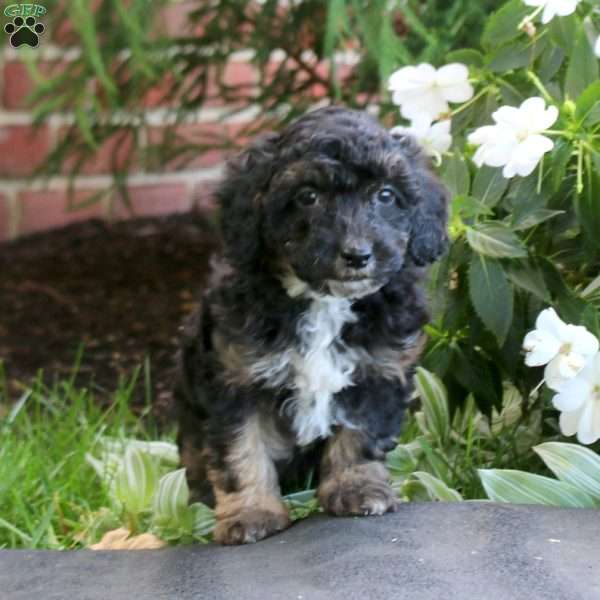 Jamie, Maltipoo Puppy