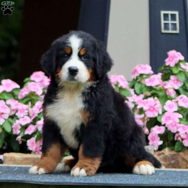 Jamie, Bernese Mountain Dog Puppy