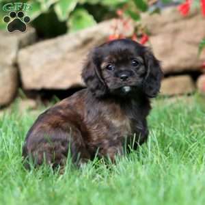 Jamie, Cavapoo Puppy