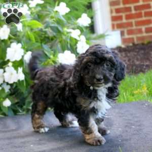 Jamie, Maltipoo Puppy