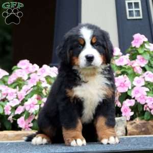 Jamie, Bernese Mountain Dog Puppy