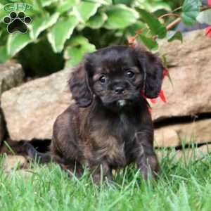 Jamie, Cavapoo Puppy