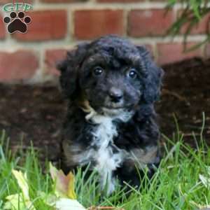 Jamie, Maltipoo Puppy