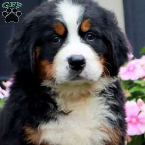 Jamie, Bernese Mountain Dog Puppy