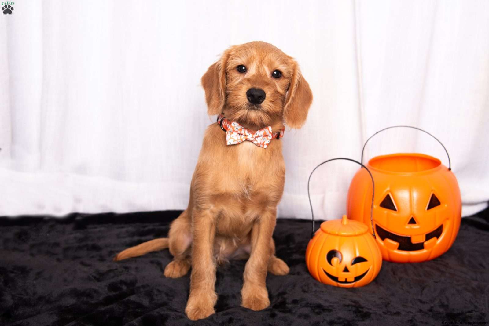 Jamie (Mixed breed, Male) in Robesonia, PA