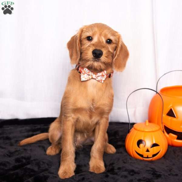 Jamie, Miniature Poodle Mix Puppy