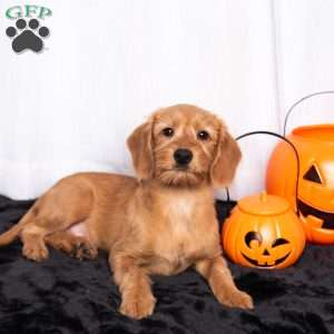 Jamie, Miniature Poodle Mix Puppy