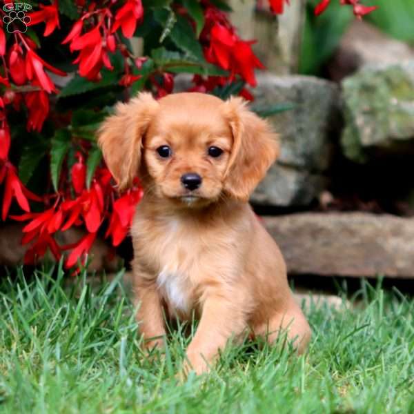 Janae, Cavapoo Puppy