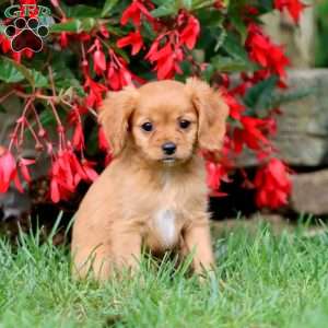 Janae, Cavapoo Puppy