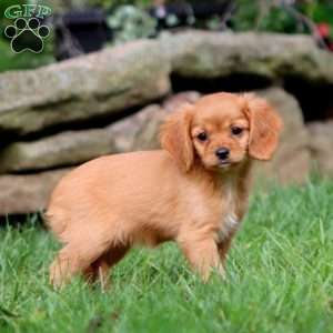 Janae, Cavapoo Puppy