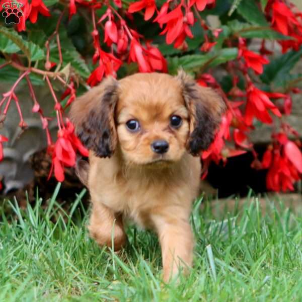 Janie, Cavapoo Puppy