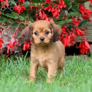 Janie, Cavapoo Puppy