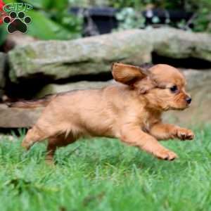 Janie, Cavapoo Puppy