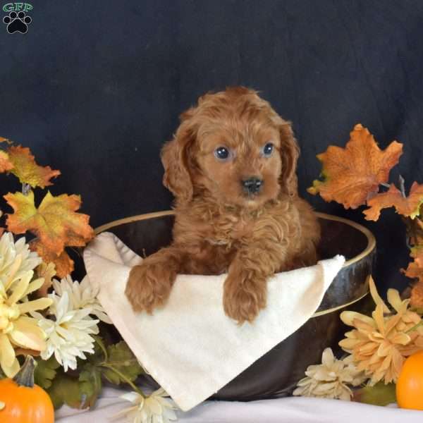 Jasmine, Cavapoo Puppy
