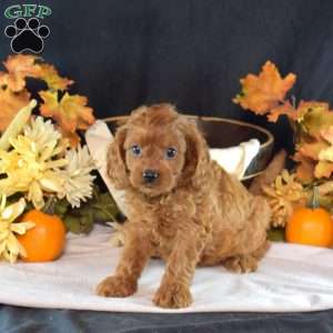 Jasmine, Cavapoo Puppy