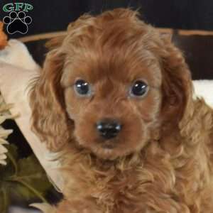 Jasmine, Cavapoo Puppy