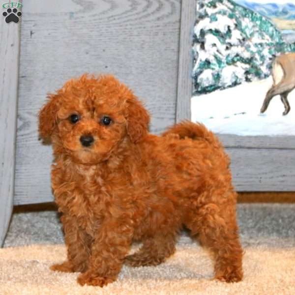 Jasmine, Miniature Poodle Puppy