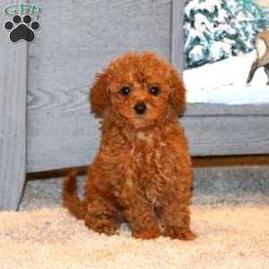 Jasmine, Miniature Poodle Puppy