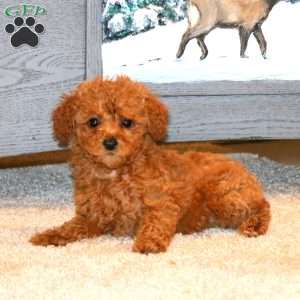 Jasmine, Miniature Poodle Puppy
