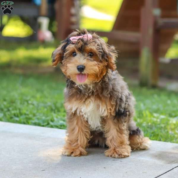 Jasmine, Yorkie Poo Puppy