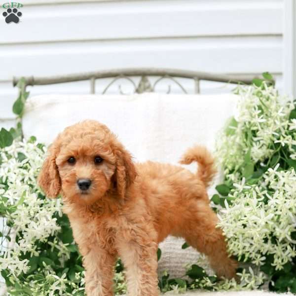 Jasmine, Goldendoodle Puppy