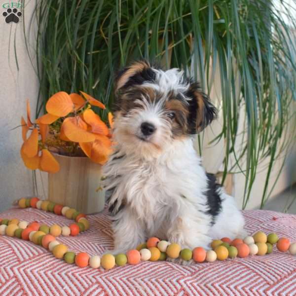 Jasper, Yorkie Puppy