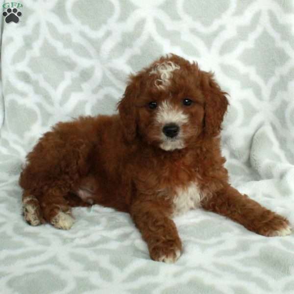 Jasper, Mini Goldendoodle Puppy