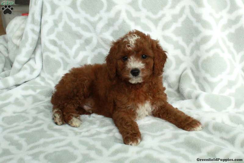 Jasper