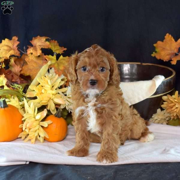 Jasper, Cavapoo Puppy