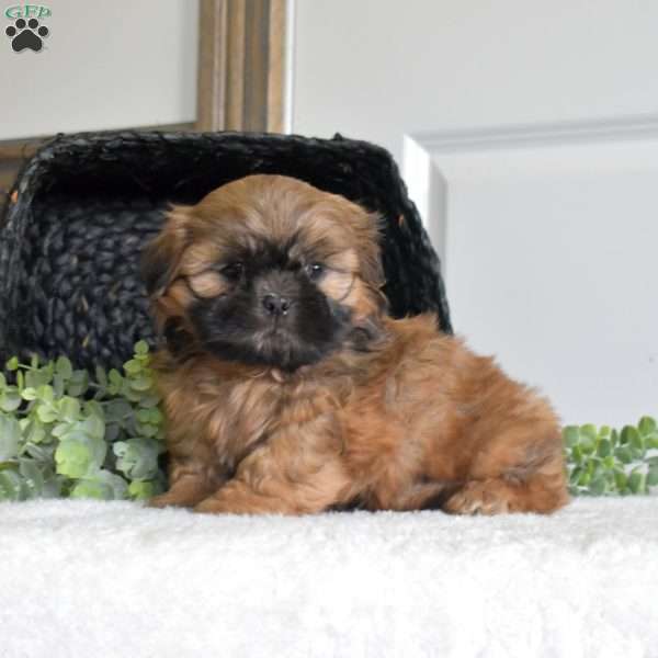 Jasper, Shih Tzu Puppy