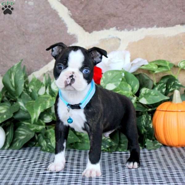 Jasper, Boston Terrier Puppy