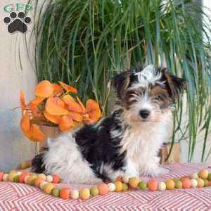 Jasper, Yorkie Puppy