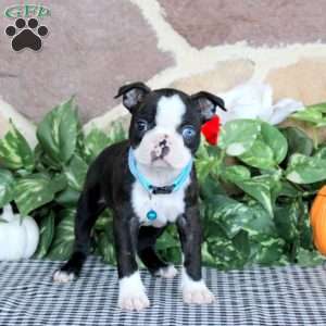 Jasper, Boston Terrier Puppy