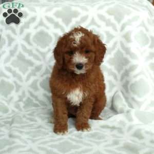 Jasper, Mini Goldendoodle Puppy