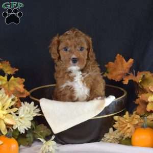 Jasper, Cavapoo Puppy