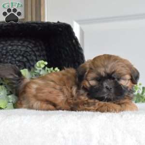Jasper, Shih Tzu Puppy