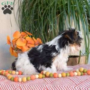 Jasper, Yorkie Puppy