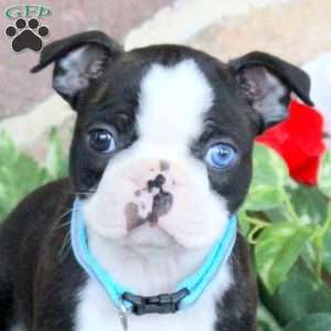 Jasper, Boston Terrier Puppy