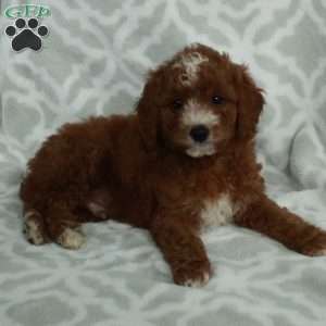 Jasper, Mini Goldendoodle Puppy