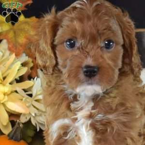 Jasper, Cavapoo Puppy
