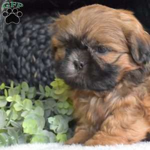 Jasper, Shih Tzu Puppy