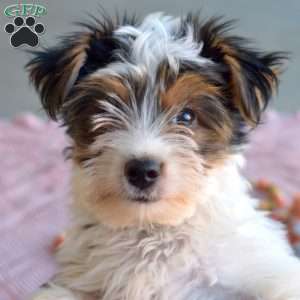 Jasper, Yorkie Puppy