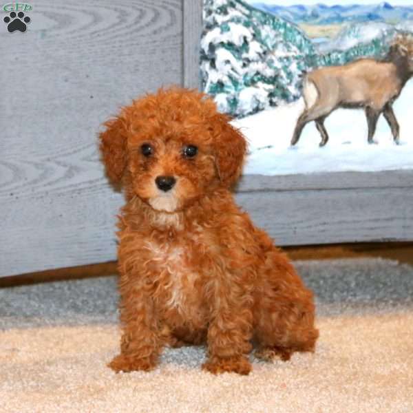 Jasper, Miniature Poodle Puppy