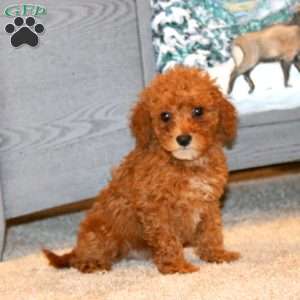 Jasper, Miniature Poodle Puppy