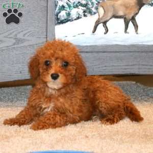 Jasper, Miniature Poodle Puppy