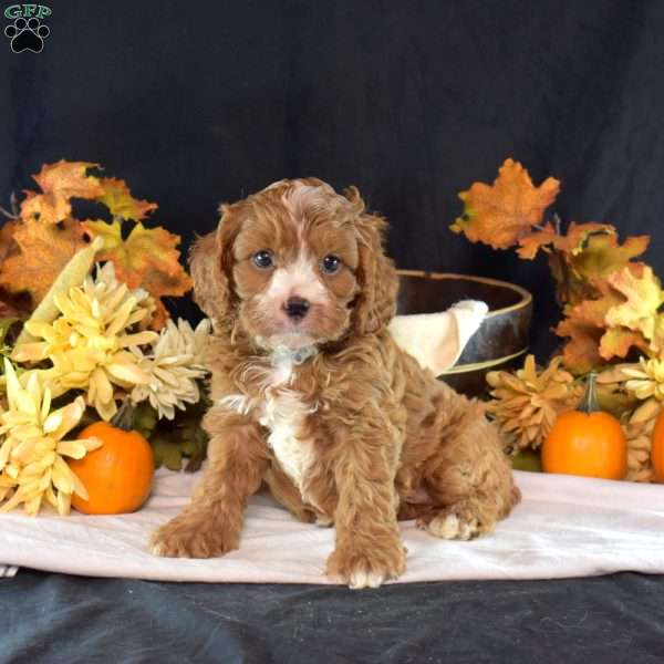 Jax, Cavapoo Puppy