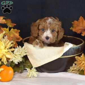 Jax, Cavapoo Puppy