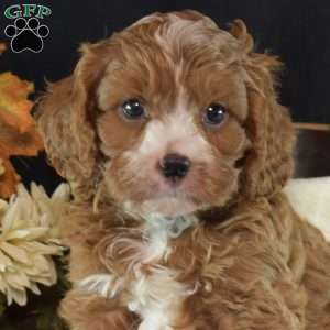 Jax, Cavapoo Puppy